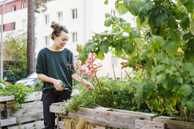 Young woman in organic urban gardening project at raised bed